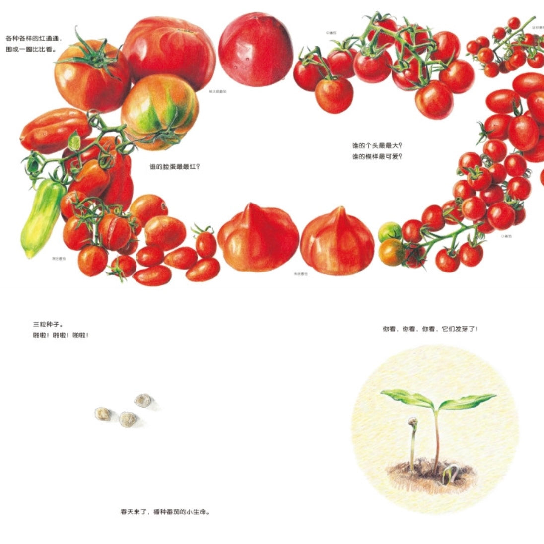 我爱蔬菜.红通通的番茄 – 河马爸爸绘本