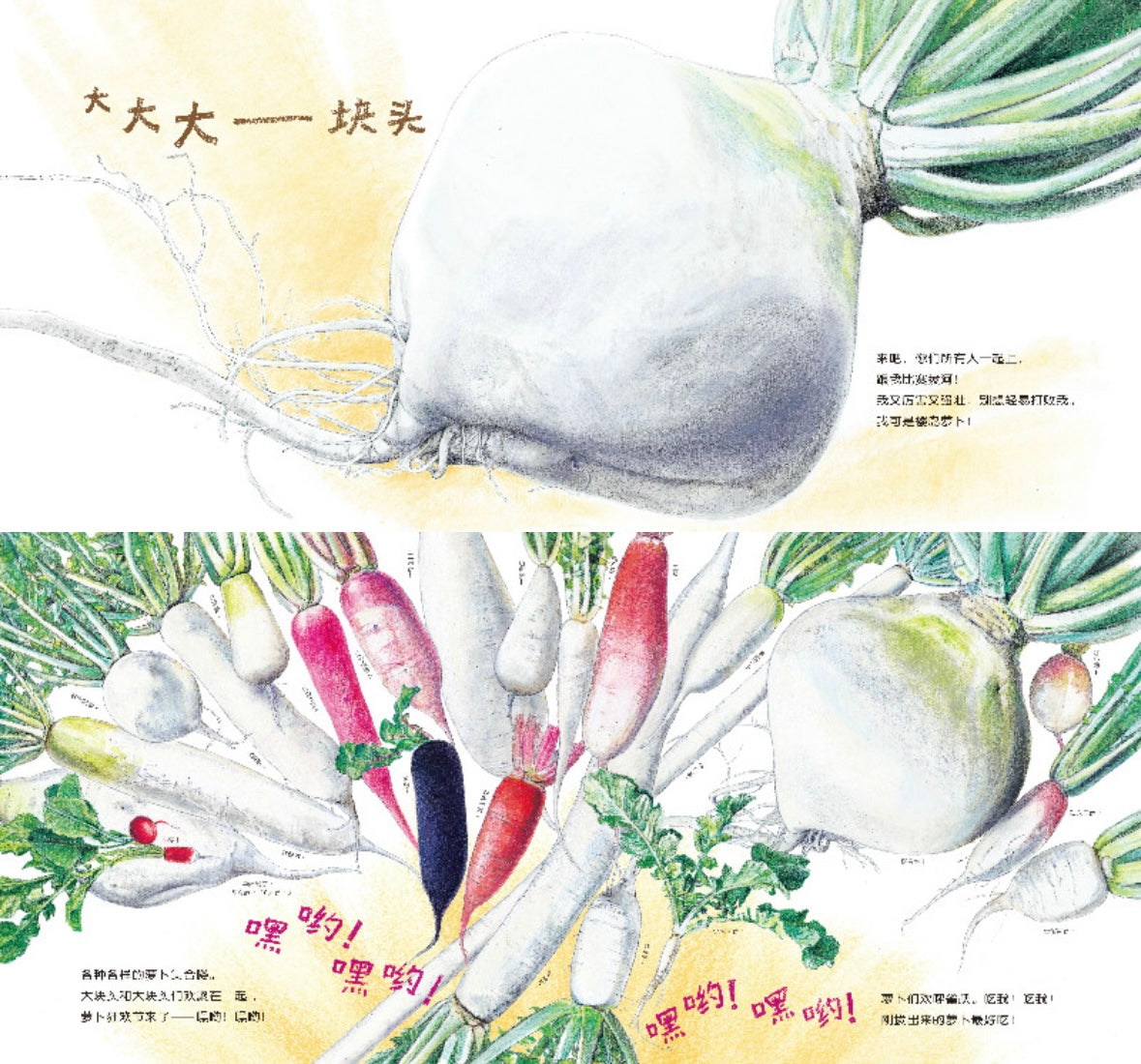 我爱蔬菜.大块头萝卜