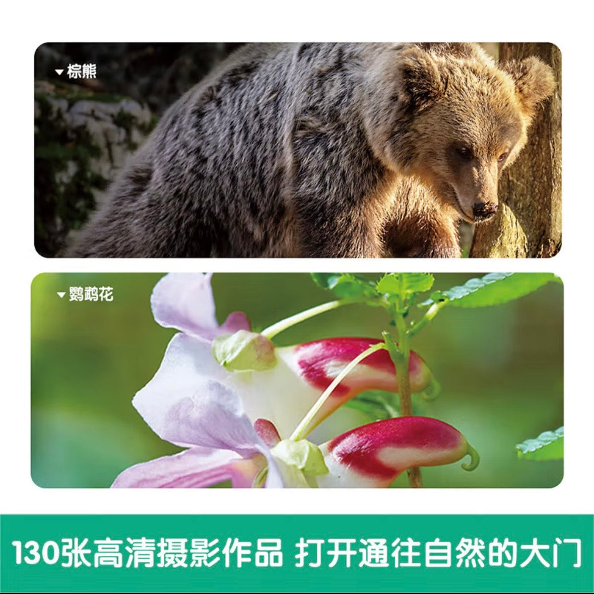 幼儿科普分级图册. 第3阶（全12册）